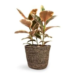 Ficus Elastica Belize - Pink Rubber Plant 32 Ficus Elastica Belize - Pink Rubber Plant -Hortology Shop Ficus elastica Belize Rubber Plant 21x55cm Selin Plant Basket Black Weave 26x23cm 9748d3e9 bd39 4871 a1bb 71f69b1a67d0