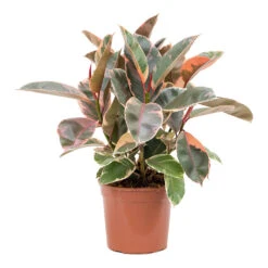Ficus Elastica Belize - Pink Rubber Plant 30 Ficus Elastica Belize - Pink Rubber Plant -Hortology Shop Ficus elastica Belize Rubber Plant