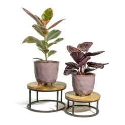 Calathea Roseopicta Surprise Star - Rose Painted Calathea -Hortology Shop Ficus elastica Belize Rubber Plant Calathea roseopicta Dottie Rose Painted Calathea kaat pink plant pot lois stand f0dffd2d bb62 4cb6 9387 25eab5c4cb44