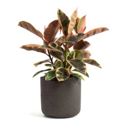 Ficus Elastica Belize - Pink Rubber Plant 36 Ficus Elastica Belize - Pink Rubber Plant -Hortology Shop Ficus elastica Belize Rubber Plant Charlie Plant Pot Ash Brown