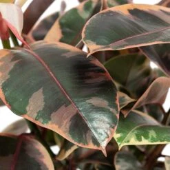 Ficus Elastica Belize - Pink Rubber Plant 27 Ficus Elastica Belize - Pink Rubber Plant -Hortology Shop Ficus elastica Belize Rubber Plant Close Up