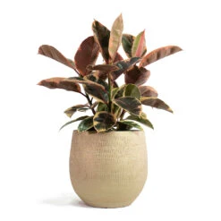 Ficus Elastica Belize - Pink Rubber Plant 29 Ficus Elastica Belize - Pink Rubber Plant -Hortology Shop Ficus elastica Belize Rubber Plant Ryan Plant Pot Sand Gold