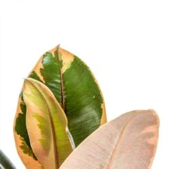 Ficus Elastica Belize - Pink Rubber Plant 23 Ficus Elastica Belize - Pink Rubber Plant -Hortology Shop Ficus elastica Belize Rubber Plant close up 0035ad7c 3f8e 49af a7d0 e29fc0cbea5d