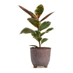 Ficus Elastica Belize - Pink Rubber Plant 26 Ficus Elastica Belize - Pink Rubber Plant -Hortology Shop Ficus elastica Belize Rubber Plant kaat pink plant pot