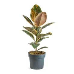 Ficus Elastica Belize - Pink Rubber Plant 24 Ficus Elastica Belize - Pink Rubber Plant -Hortology Shop Ficus elastica Belize Rubber Plant a5a37ed3 66d4 4d5e b4ba 03562ce5e9b7