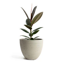 Mini Jesslyn Plant Pot - Grey Washed -Hortology Shop Ficus elastica Melany Rubber Plant Mini Jesslyn Plant Pot Grey Washed