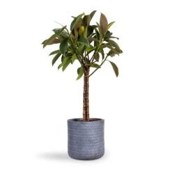 Angle Cylinder Plant Pot - Grey -Hortology Shop Ficus elastica Melany Rubber Plant Multi Stem 21x80cm Angle Cylinder Plant Pot Grey 24x24cm