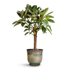 Aico Plant Pot - Shiny Blue -Hortology Shop Ficus elastica Melany Rubber Plant Multi Stem 21x90cm Aico Plant Pot Shiny Blue 28x25cm
