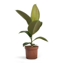 Ficus Elastica Robusta - Rubber Plant -Hortology Shop Ficus elastica Robusta Rubber Plant 12x35cm