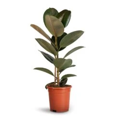 Ficus Elastica Robusta - Rubber Plant -Hortology Shop Ficus elastica Robusta Rubber Plant 17x50cm