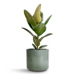 Ficus Elastica Robusta - Rubber Plant -Hortology Shop Ficus elastica Robusta Rubber Plant 17x50cm Remmi Glaze Plant Pot Green 20x20cm 87602c68 0857 46c4 8e26 437391e71d06