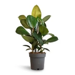 Ficus Elastica Robusta - Rubber Plant -Hortology Shop Ficus elastica Robusta Rubber Plant 19x70cm