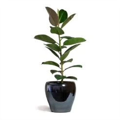 Ficus Elastica Robusta - Rubber Plant -Hortology Shop Ficus elastica Robusta Rubber Plant 21x60cm Amora Plant Pot Anthracite Mirror 32x32cm 2 5538f688 c151 4588 a62e ed4ce4bb03ec