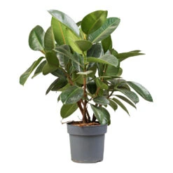 Ficus Elastica Robusta - Rubber Plant -Hortology Shop Ficus elastica Robusta Rubber Plant 21x70cm 2