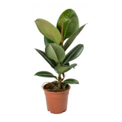 Ficus Elastica Robusta - Rubber Plant -Hortology Shop Ficus elastica Robusta Rubber Plant