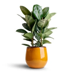Charlotte Plant Pot - Spiced Ochre -Hortology Shop Ficus elastica Robusta Rubber Plant 24x90cm Charlotte Plant Pot Spiced Ochre 33x30cm 83a67d95 e5ae 4b56 a995 46aac223f230