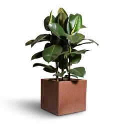 Ficus Elastica Robusta - Rubber Plant -Hortology Shop Ficus elastica Robusta Rubber Plant 24x90cm Maud Artstone Plant Pots Set3 Oak 2