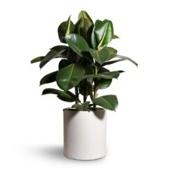 Ficus Elastica Robusta - Rubber Plant -Hortology Shop Ficus elastica Robusta Rubber Plant 24x90cm Max Refined Planter Natural White 29x29.5cm 2