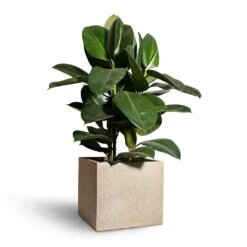 Ficus Elastica Robusta - Rubber Plant -Hortology Shop Ficus elastica Robusta Rubber Plant 24x90cm Raindrop Cube Planter Stone 30x30x27cm 2