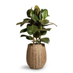 Ficus Elastica Robusta - Rubber Plant -Hortology Shop Ficus elastica Robusta Rubber Plant 24x90cm Siona Wikr Plant Baskets Set3 Natural