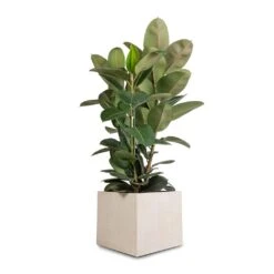 Raindrop Cube Planter - Stone -Hortology Shop Ficus elastica Robusta Rubber Plant 30x110cm Raindrop Cube Planter Stone 40x40x36cm