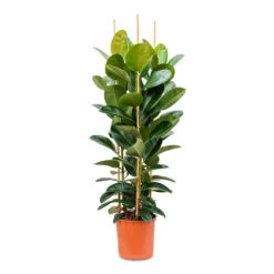 Ficus Elastica Robusta - Rubber Plant -Hortology Shop Ficus elastica Robusta Rubber Plant 35x160cm