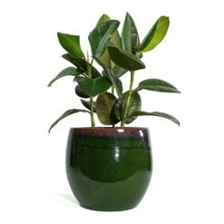 Ficus Elastica Robusta - Rubber Plant -Hortology Shop Ficus elastica Robusta Rubber Plant Charlotte Plant Pot Green