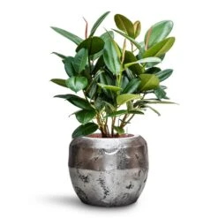 Opus Raw Couple Planter - Silver -Hortology Shop Ficus elastica Robusta Rubber Plant HydroCare Opus Raw Couple Planter Silver 30652107 5bf6 4b87 b189 82875a81da45