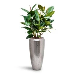 Opus Raw Partner Planter - Silver -Hortology Shop Ficus elastica Robusta Rubber Plant HydroCare Opus Raw Partner Planter Silver 2e0ba180 fea9 4643 aee5 8288dc411343