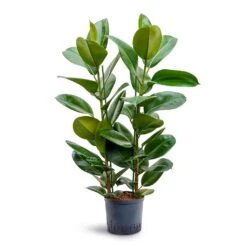 Ficus Elastica Robusta - Rubber Plant - HydroCare -Hortology Shop Ficus elastica Robusta Rubber Plant Hydroculture 22 19x100cm 2stem