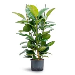 Ficus Elastica Robusta - Rubber Plant - HydroCare -Hortology Shop Ficus elastica Robusta Rubber Plant Hydroculture 25 19x120cm 3stem