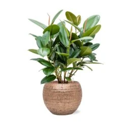 Ficus Elastica Robusta - Rubber Plant - HydroCare -Hortology Shop Ficus elastica Robusta Rubber Plant Hydroculture Opus Hammered Globe Planter Gold