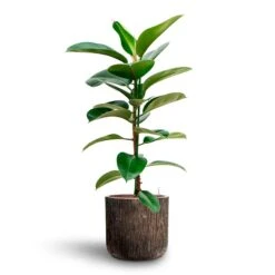 Ficus Elastica Robusta - Rubber Plant - HydroCare -Hortology Shop Ficus elastica Robusta Rubber Plant HydrocultureLuxe Lite Waterfall Cylinder Planter Bronze