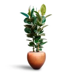 Metallic Couple Plant Pot - Matt Copper -Hortology Shop Ficus elastica Robusta Rubber Plant HydrocultureMetallic Couple Plant Pot Matt Copper b60f0eae b9ef 44a5 84c2 309f7ffd6a61