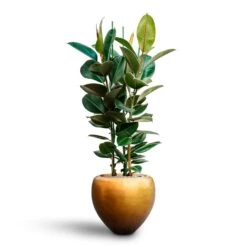 Ficus Elastica Robusta - Rubber Plant - HydroCare -Hortology Shop Ficus elastica Robusta Rubber Plant HydrocultureMetallic Couple Plant Pot Matt Honey