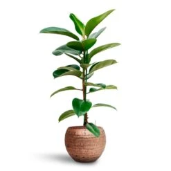 Ficus Elastica Robusta - Rubber Plant - HydroCare -Hortology Shop Ficus elastica Robusta Rubber Plant HydrocultureOpus Hammered Globe Planter Gold