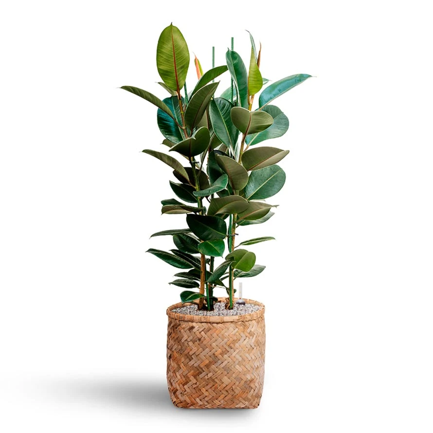 Zayn Bamboo Planter 14 Zayn Bamboo Planter - Image 14