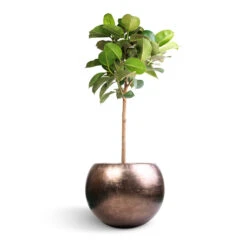 Metallic Globe Plant Pot - Matt Coffee -Hortology Shop Ficus elastica Robusta Rubber Plant Straight Stem 30x120cm Metallic Globe Plant Pot Matt Coffee 50x37cm
