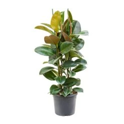 Ficus Elastica Robusta - Rubber Plant -Hortology Shop Ficus elastica Robusta Rubber Plant XLarge