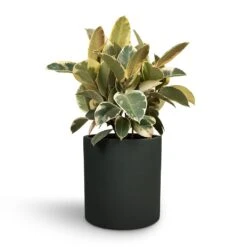 Puk Refined Planter - Pine Green -Hortology Shop Ficus elastica Tineke Rubber Plant 24x60cm Max Refined Planter Pine Green 29x29.5cm ab424e6e 891d 438c 8ca9 9bde69c1eae0
