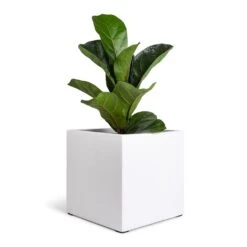 Fleur Essentials Planter - Matt White -Hortology Shop Ficus lyrata Bambino Dwarf Fiddle Leaf Fig 12x35cm 1 stem Fleur Planter Matt White 20x20x20cm