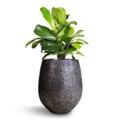 Opus Hit Darcy Planter - Silver 27 Opus Hit Darcy Planter - Silver -Hortology Shop Ficus lyrata Bambino Dwarf Fiddle Leaf Fig 21x50cm 2stems Opus Hit Darcy Planter Silver 38x42cm 8eff2ae2 dac9 4dcb 9091 c7bf9cd339ef