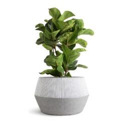 Low Harley Plant Pot - Ridged White Stripe -Hortology Shop Ficus lyrata Bambino Dwarf Fiddle Leaf Fig 21x80cm 3 stems Low Harley Plant Pot Ridged White Stripe 36x22cm