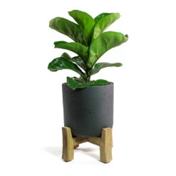 Charlie Plant Pot - Low Stand - Black Washed -Hortology Shop Ficus lyrata Bambino Dwarf Fiddle Leaf Fig Charlie Plant Pot Low Stand Black Washed