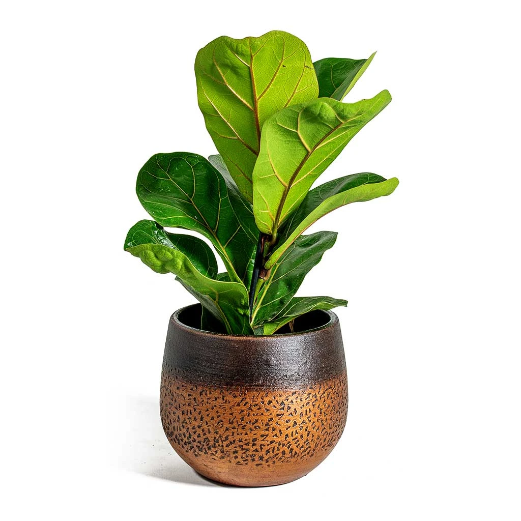 Mya Plant Pot - Shiny Mocha 10 Mya Plant Pot - Shiny Mocha - Image 10