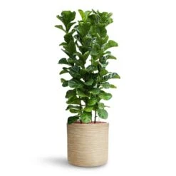 Ficus Lyrata Bambino - HydroCare -Hortology Shop Ficus lyrata Bambino HydroCare Dune Cylinder Planter Oat