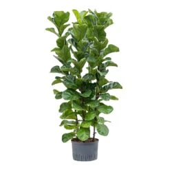 Ficus Lyrata Bambino - HydroCare -Hortology Shop Ficus lyrata Bambino Hydroculture 28 19x120cm 4Stems