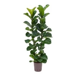 Ficus Lyrata Bambino - HydroCare -Hortology Shop Ficus lyrata Bambino Indoor Plant Hydroculture 18 19 120cm Stems