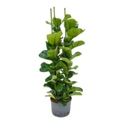 Ficus Lyrata Bambino - HydroCare -Hortology Shop Ficus lyrata Bambino Indoor Plant Hydroculture 25 19 130cm 3 Stems