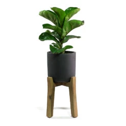 Charlie Plant Pot - Tall Stand - Black Washed 11 Charlie Plant Pot - Tall Stand - Black Washed -Hortology Shop Ficus lyrata Fiddle Leaf Fig Charlie Plant Pot Tall Stand Black Washed